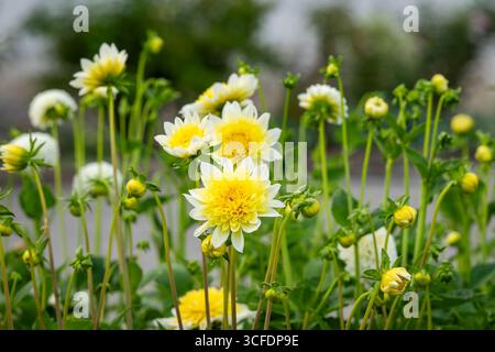 Anemonen blühende Dahlien (Dahlia), Sorte Freya`s Paso Doble. Gelbe weiße Dahlienblume blüht im Hüttengarten. Stockfoto